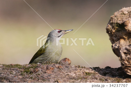 Grey headed woodpecker on log. Grey headed woodpecker on log. 34237707