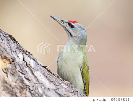 Portrait of grey headed woodpecker 34237811