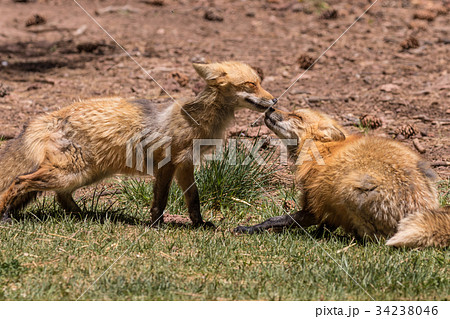 Red Foxes Playing 34238046