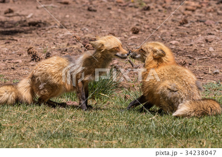Red Foxes Playing 34238047