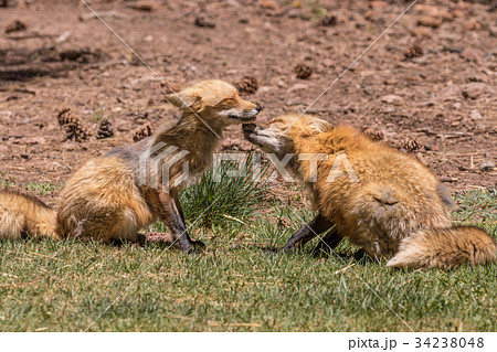 Red Foxes Playing 34238048