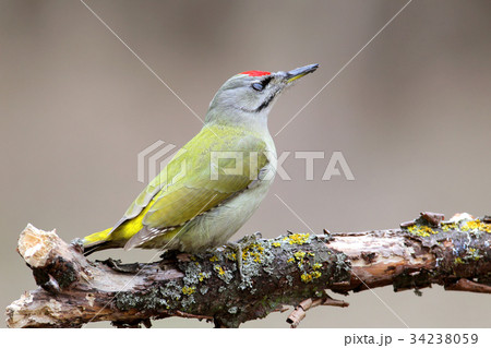 Male grey woodpecker with fat on his beak 34238059