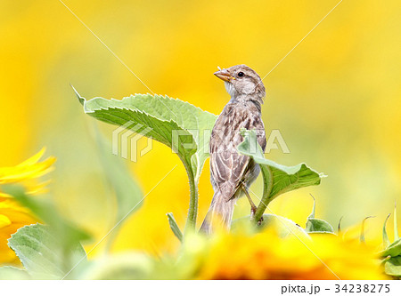 Close up portrait of young sparrow on sunflower. Close up portrait of young sparrow on sunflower. 34238275