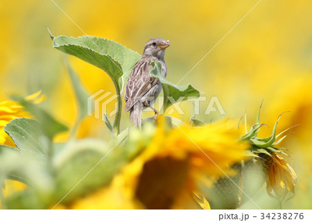 Close up portrait of young sparrow on sunflower. Close up portrait of young sparrow on sunflower. 34238276