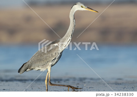 Grey heron stand on water 34238330