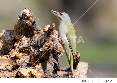 Unusual extra close up portrait of grey woodpecker Unusual extra close up portrait of grey woodpecker 34238421