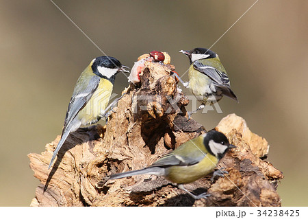 Amazing meeting three great tit on forest feeder  34238425