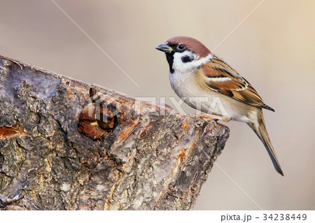 Unusual extra close up portrait of sparrow Unusual extra close up portrait of sparrow 34238449
