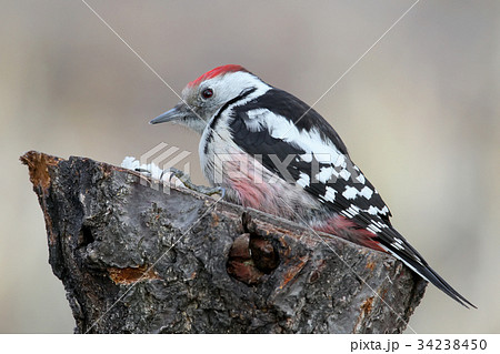 Middle spotted woodpecker closeup portrait Middle spotted woodpecker closeup portrait 34238450