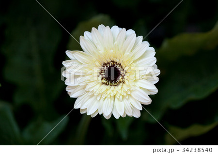 Beautiful white gerbera 34238540