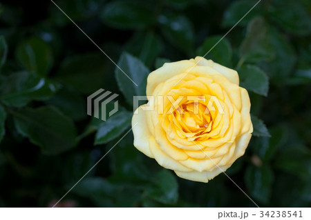 Yellow Rose 34238541