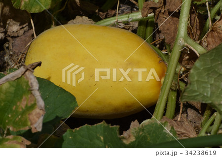 金俵まくわ 34238619