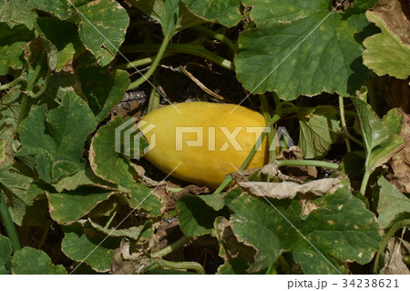 金俵まくわ 34238621