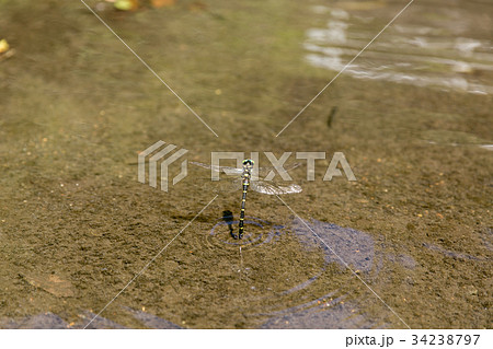 オニヤンマの産卵 34238797