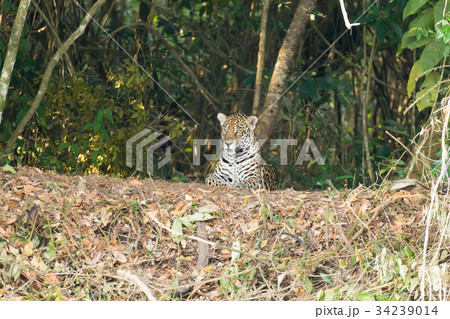 Jaguar from Pantanal, Brazil 34239014