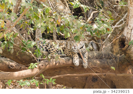 Jaguar from Pantanal, Brazil Jaguar from Pantanal, Brazil 34239015