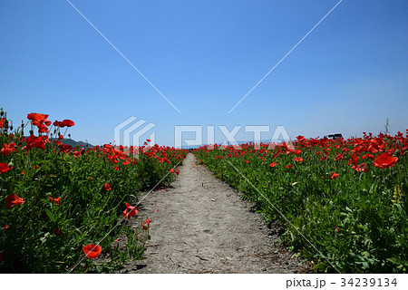 道の駅「笠岡ベイファーム」のポピー畑です。 道の駅「笠岡ベイファーム」のポピー畑です。 34239134