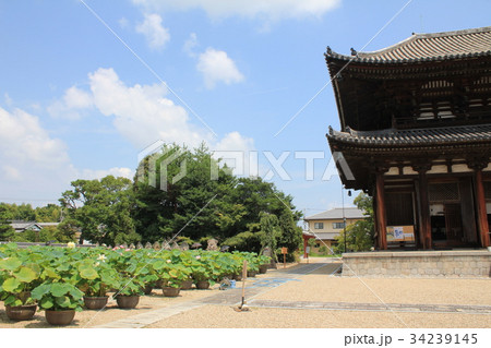 喜光寺本堂と蓮 34239145