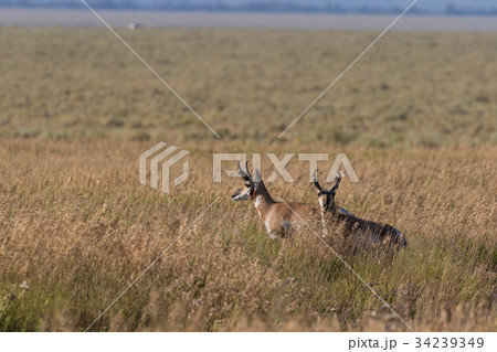 Pronghorn Antelope Bucks 34239349