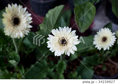 Beautiful white gerbera 34239927