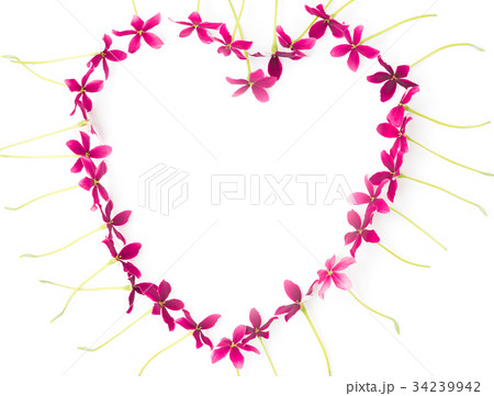 Close up Rangoon creeper flower background Close up Rangoon creeper flower background 34239942
