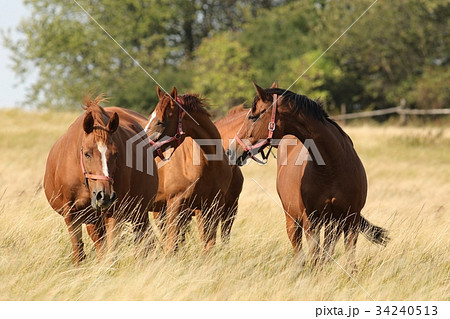 Horses on a background of trees Horses on a background of trees 34240513
