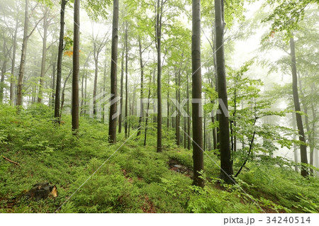 Beech forest in misty weather 34240514