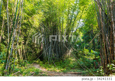 Scenery in Khao Sok National Park in Thailand Scenery in Khao Sok National Park in Thailand 34241331