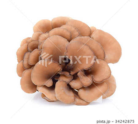 maitake mushrooms isolated on white background maitake mushrooms isolated on white background 34242875
