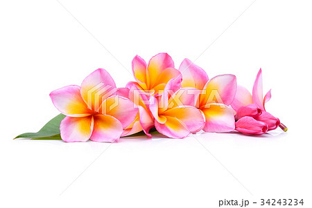 frangipani flower isolated on white background 34243234