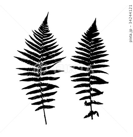 Fern Leaf Vector Background Illustration 34244121