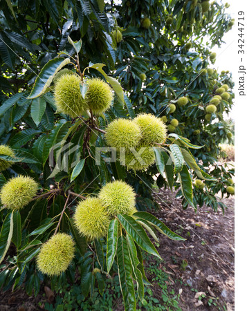 クリ畑 クリ畑 34244719