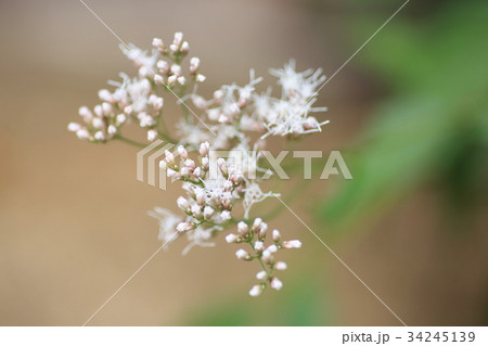 フジバカマの花 34245139