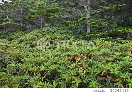 【山梨県】国師ヶ岳・夢の庭園のシャクナゲ 【山梨県】国師ヶ岳・夢の庭園のシャクナゲ 34245416