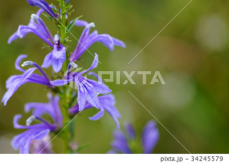 サワギキョウの花 34245579