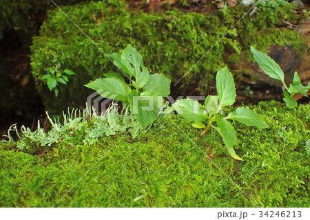 倒木と苔 34246213
