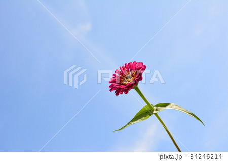 青空に向かって、可憐な赤い花一輪 34246214