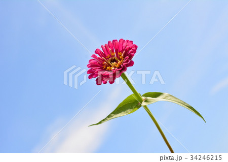 青空に向かって、可憐な赤い花一輪 34246215