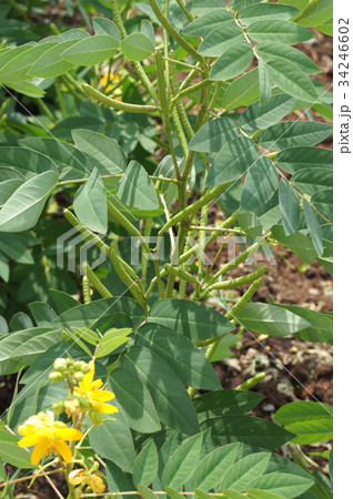 ハブソウの花と実 ハブソウの花と実 34246602