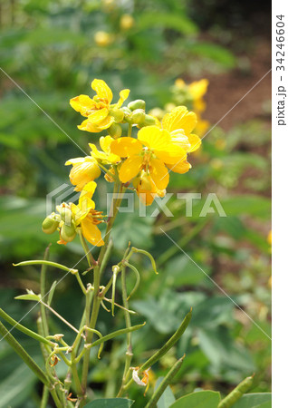 ハブソウの花と実 34246604
