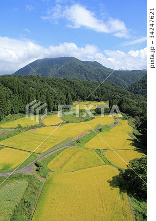 谷間の棚田 実りの秋 谷間の棚田 実りの秋 34247621