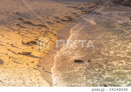 サンディエゴ：ラホヤビーチ 34248040