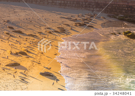 サンディエゴ：ラホヤビーチ 34248041