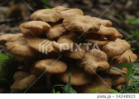 自然 茸 ナラタケモドキ、サクラの切株など意外と身近なところで見かけるキノコ 自然 茸 ナラタケモドキ、サクラの切株など意外と身近なところで見かけるキノコ 34248915