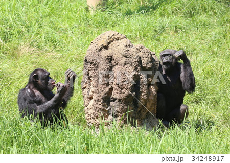 多摩動物公園のチンパンジーの写真素材