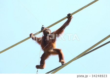 多摩動物公園スカイウォークのオランウータン　 34248923