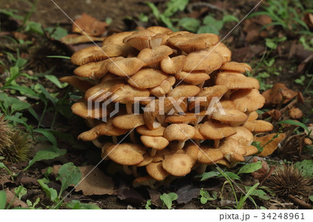 自然　茸　ナラタケモドキ、八月半ばの近所の公園。あちこちに頭を出していました 34248961