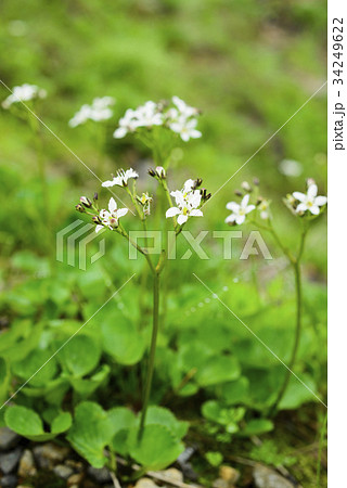 イワイチョウ(岩銀杏) 34249622