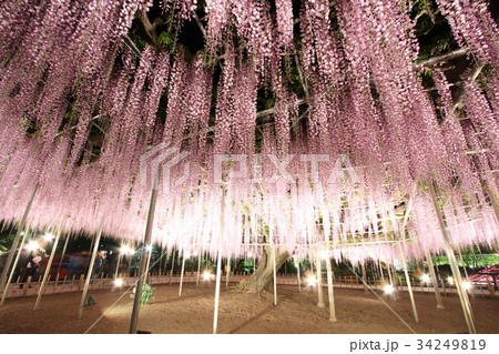 足利フラワーパーク 大藤 足利フラワーパーク 大藤 34249819