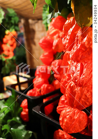 浅草ホオズキ市 浅草ホオズキ市 34249934